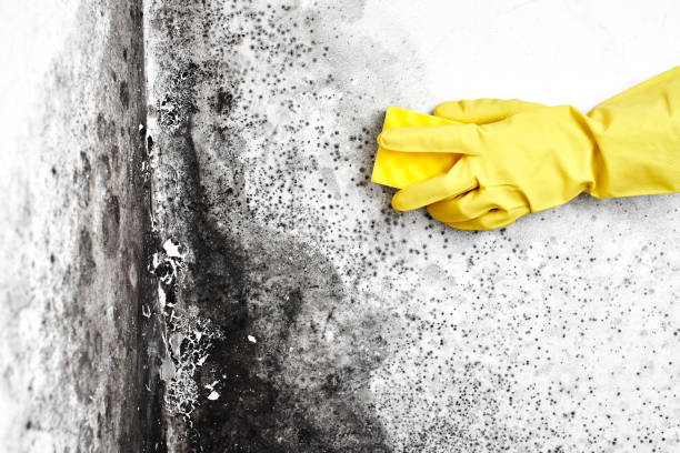 Best Environmental Consulting for Mold Prevention  in Miles City, MT