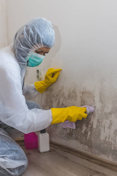 Best Mold Removal for HVAC Installations  in Miles City, MT