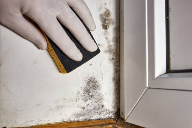 Mold Removal for HVAC Installations in Miles City, MT