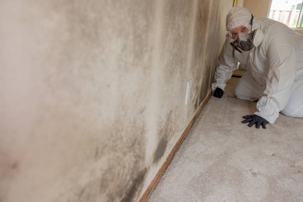 Best Dehumidification Services  in Miles City, MT
